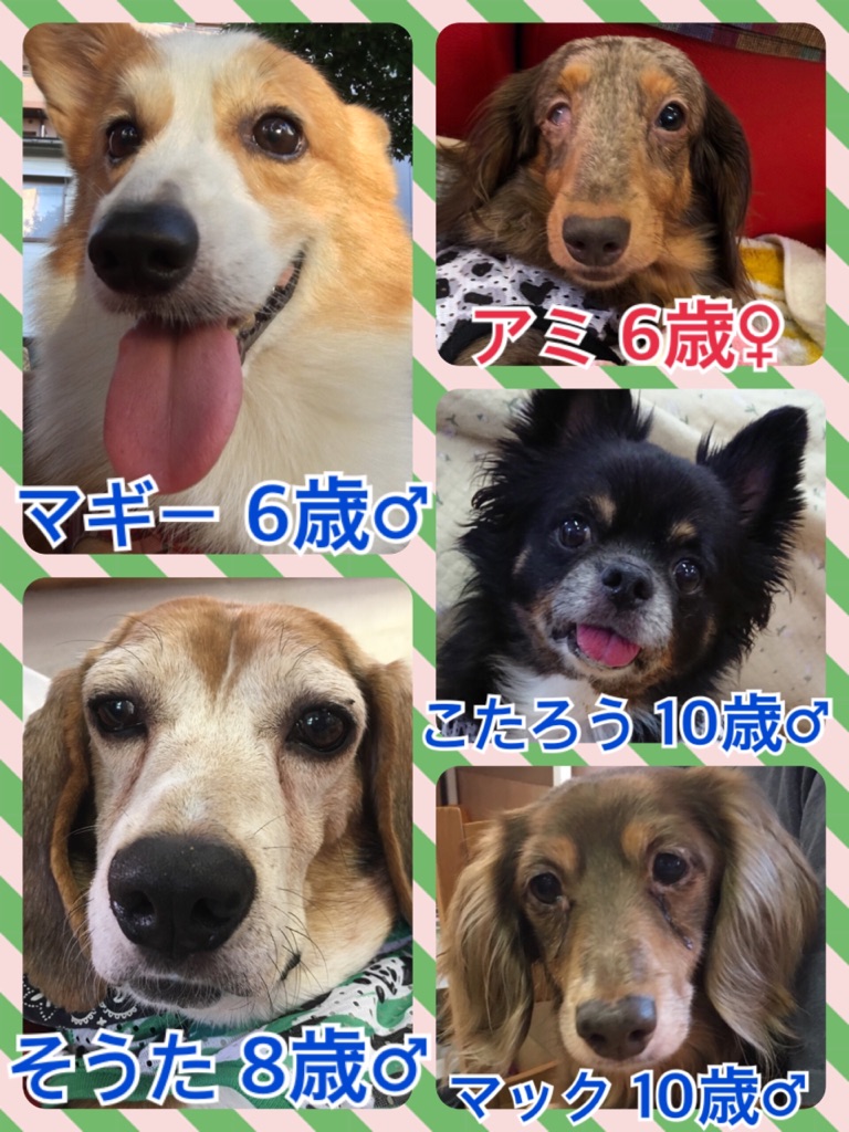 🐾今日の里親様募集中ワンコ🐶メンバー🐾2018,7,23